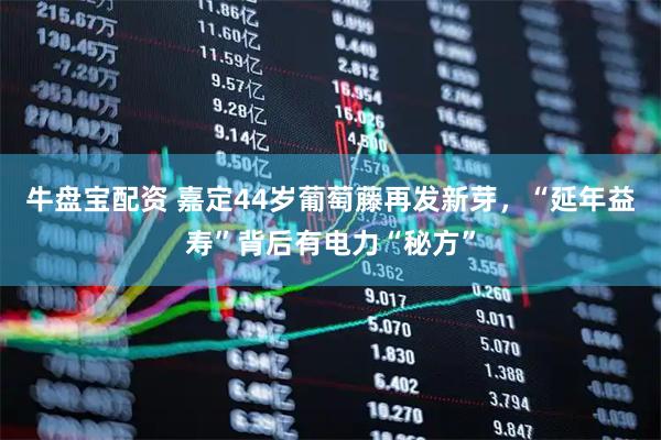 牛盘宝配资 嘉定44岁葡萄藤再发新芽，“延年益寿”背后有电力“秘方”